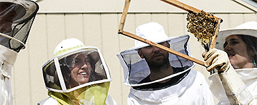 Bee-Keeping on the Rooftops of Paris